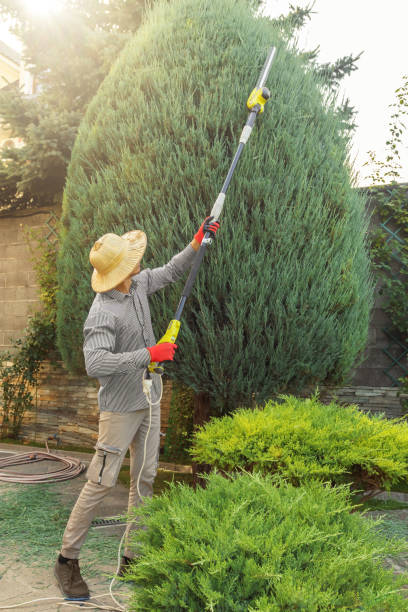 Best Lawn Pest Prevention  in Pamplico, SC